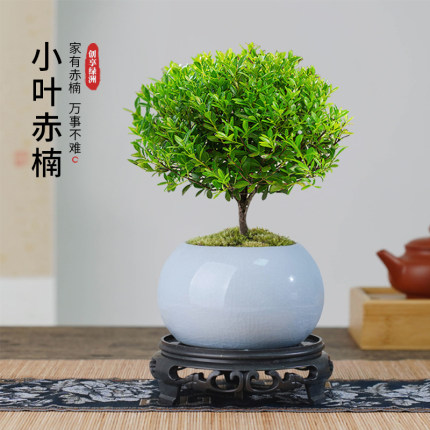 小叶赤楠盆景老桩树室内盆栽植物花卉办公室金丝楠木桌面小绿植