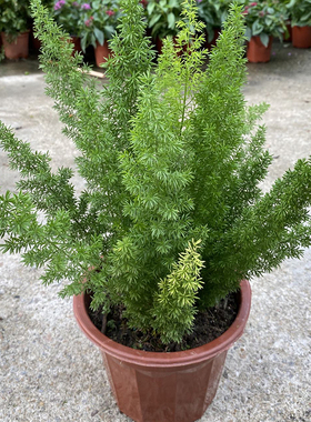 狐尾天门冬盆栽窗台阳台庭院耐热观叶植物四季常青多年生好养易活