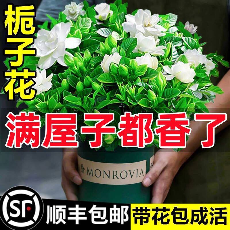 栀子花盆栽花卉植物室内带花苞阳台水培绿植浓香型大树苗四季好养