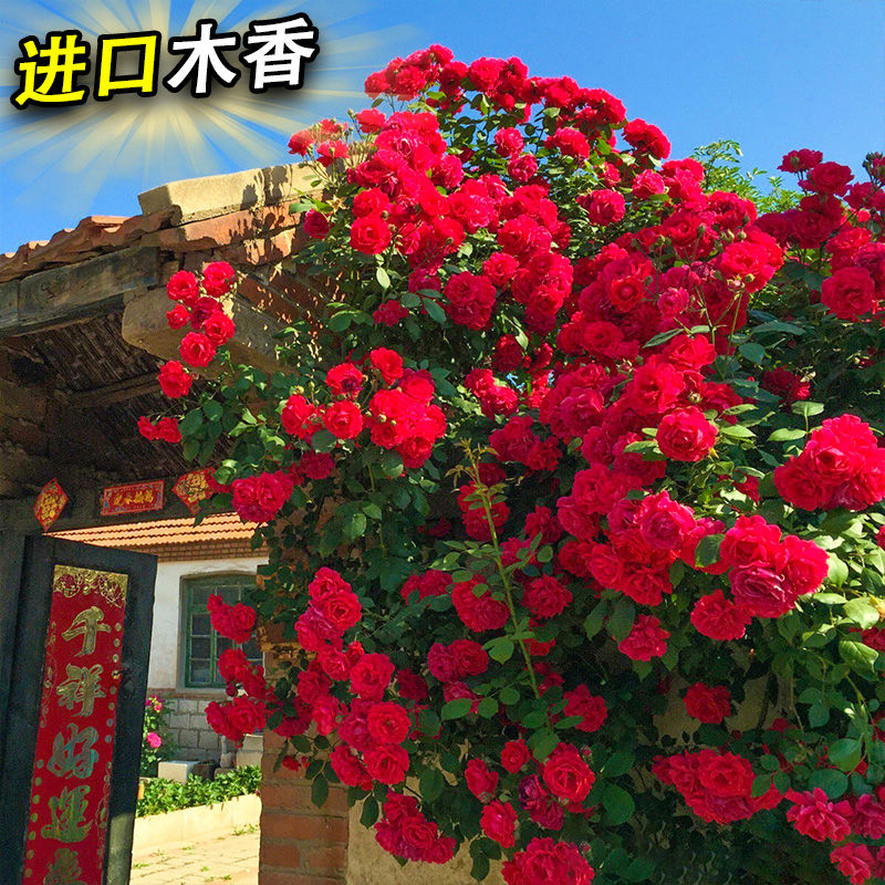 重瓣红木香花苗四季开花庭院别墅室外黄木香花卉攀爬藤植物大浓香