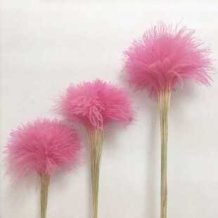 新款直销粉色天然芦苇拂尘花干花花束橱窗装饰客厅落地摆件拍摄道