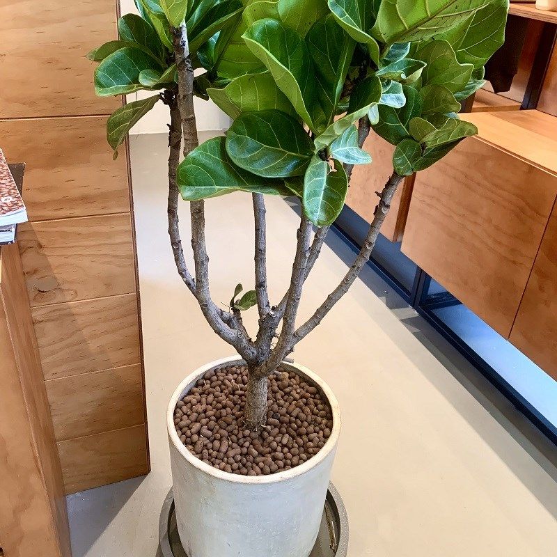 琴叶榕盆栽大叶造型绿植室内客厅大型易活观叶净化空气Y阳台吸甲,鲜花速递/花卉仿真/绿植园艺,大型绿植/成品组合盆栽,淘宝优惠券,粉丝福利购,淘宝优惠卷