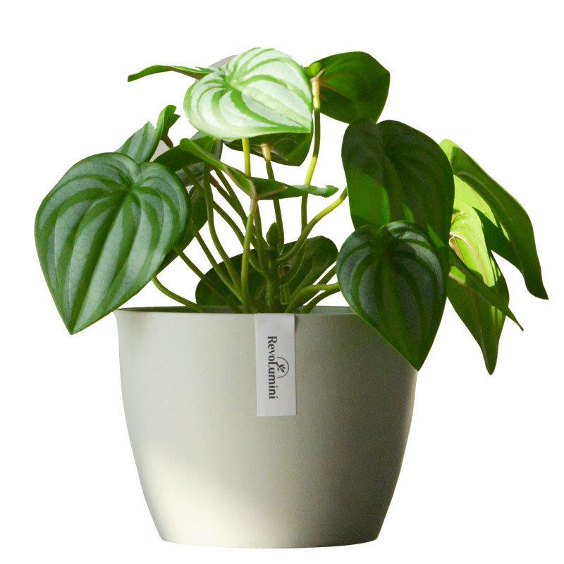 热植肉专用塑料人花盆加厚盆环保多块根植物盆栽花龙舌兰B款仙球