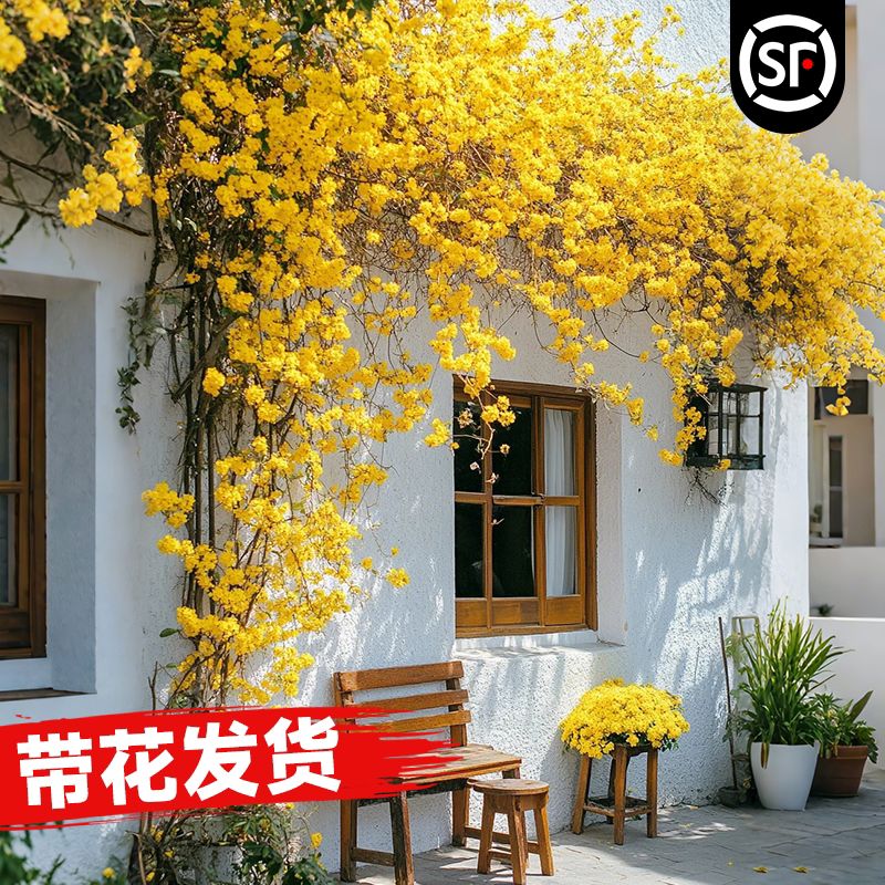 黄木香花苗爬藤老桩植物花卉红木香树苗阳台庭院蔷薇四季开花
