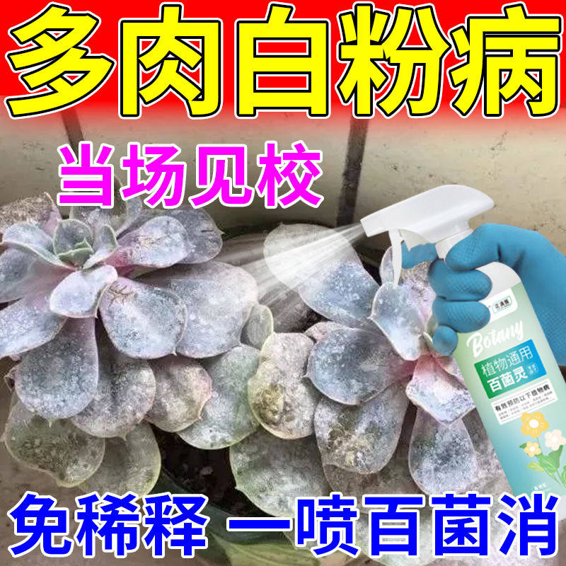 多肉白粉病专用剂月季花长寿花叶子长斑白粉病黑斑锈病通用杀菌剂