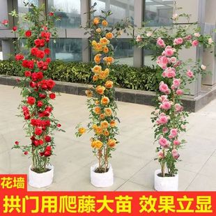 1米6高大藤本月季蔷薇花苗爬藤绿植物四季开花卉盆栽玫瑰阳台种植