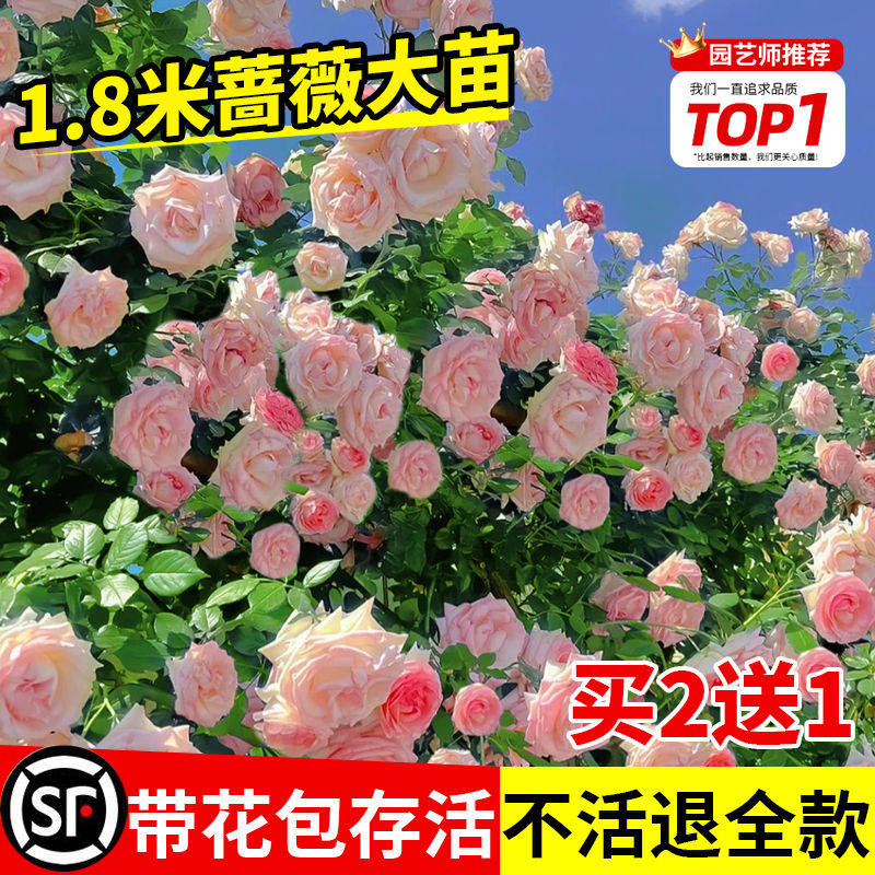 1米8蔷薇花苗爬藤四季开花特大苗大游行藤本月季盆栽玫瑰爬墙植物