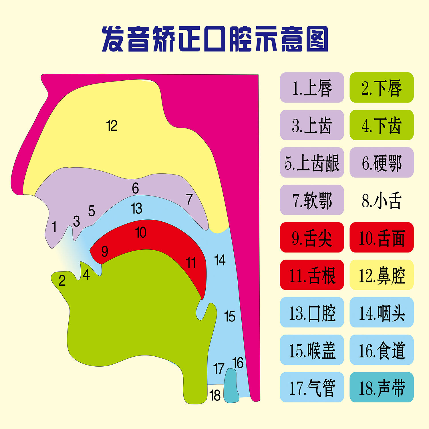 发音矫正口腔示意图挂图宣传画英语国际拼音发音表器官图解墙贴画
