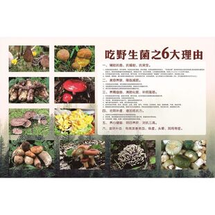 防護意識 吃野生菌之6大理由海報預防食用野生菌中毒樹立良好