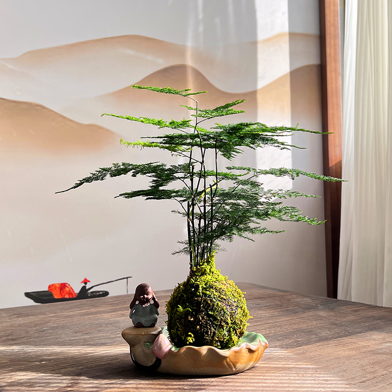 文竹苔藓球水培植物盆景室内书房茶几中式禅意摆件桌面微景观绿植