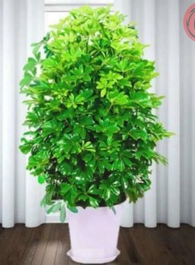 Bonsai plants indoor four seasons evergreen real flower plan
