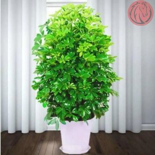 Bonsai plants indoor four seasons evergreen real flower plan