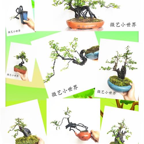 小叶金弹子一物一拍造型弯根艺苗中国红练手小盆栽阳台族熟桩盆景