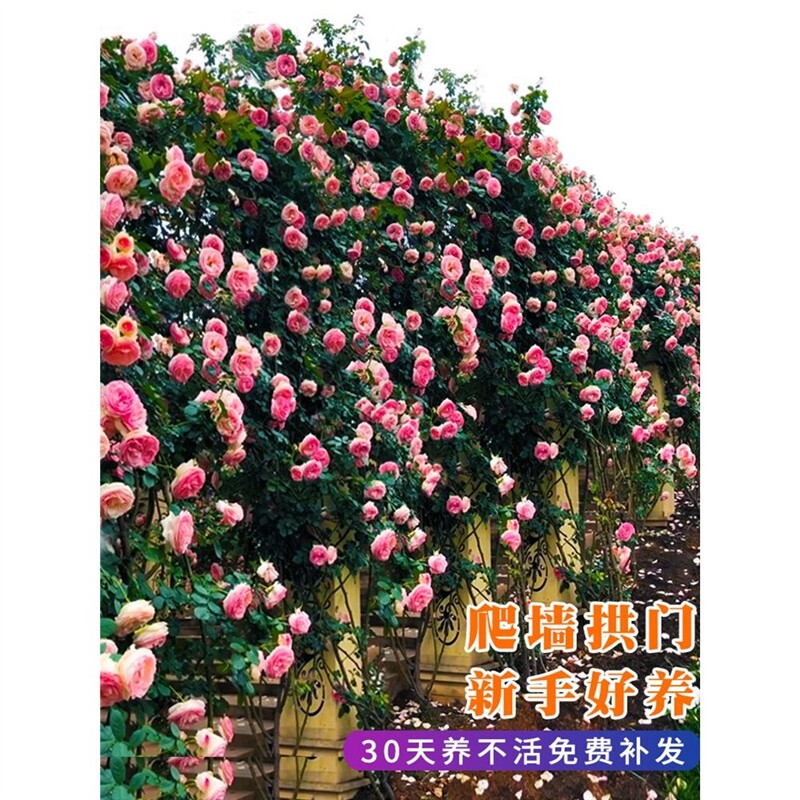 蔷薇爬藤月季花苗特大欧月藤本花卉盆栽室外庭院植物四季开多年生