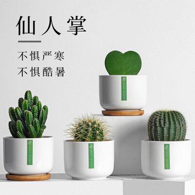 绿植小盆栽仙人掌盆栽室内仙人球多肉花卉植物公室桌面好养摆件