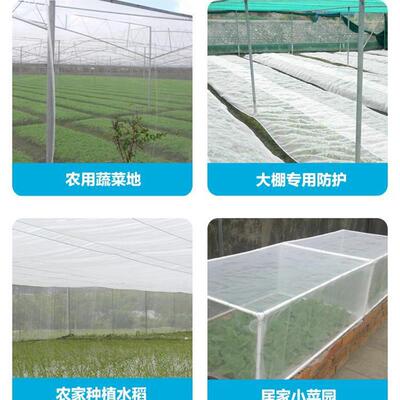 加厚高密度小网眼防虫网果树防鸟网水稻育秧网网纱透气防尘窗纱网