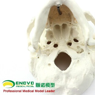 极速艺用美术人体头骨模型亚洲头颅骨解剖颅骨骼结构颅底颅腔颅盖
