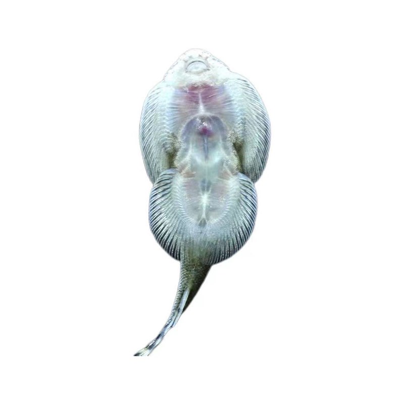 贵州爬岩鳅琵琶鱼双吸盘冷水清道夫不加温小提琴鱼缸清洁工原生鱼