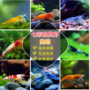 速发黑造虾除藻虾大号观赏虾淡水虾鱼缸清景壳洁工具水晶虾冷水虾