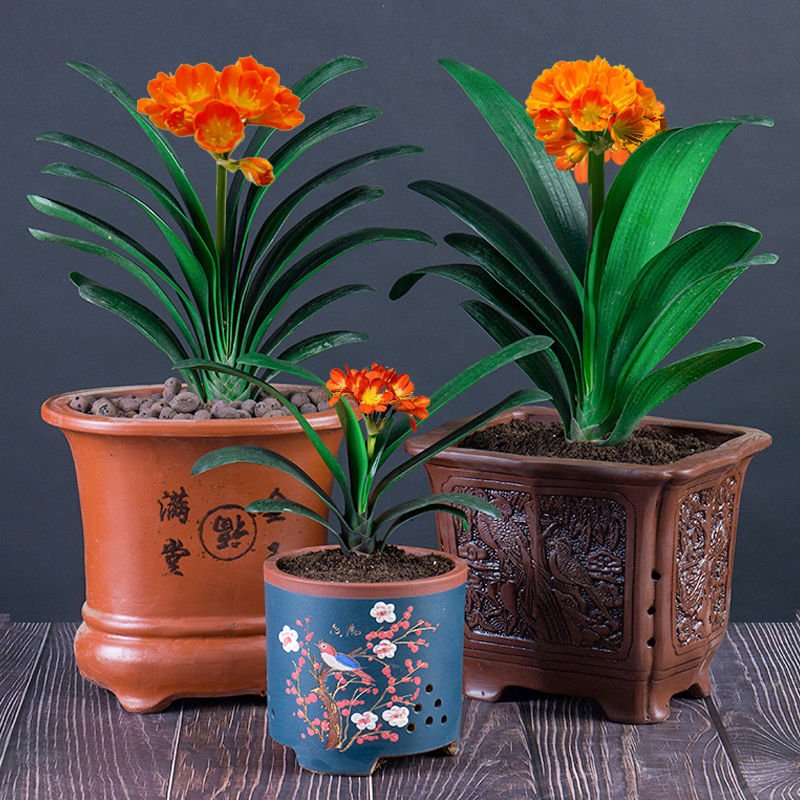 君子兰盆栽花卉植物室内精君子兰苗带花苞圆头和尚四季植物包邮