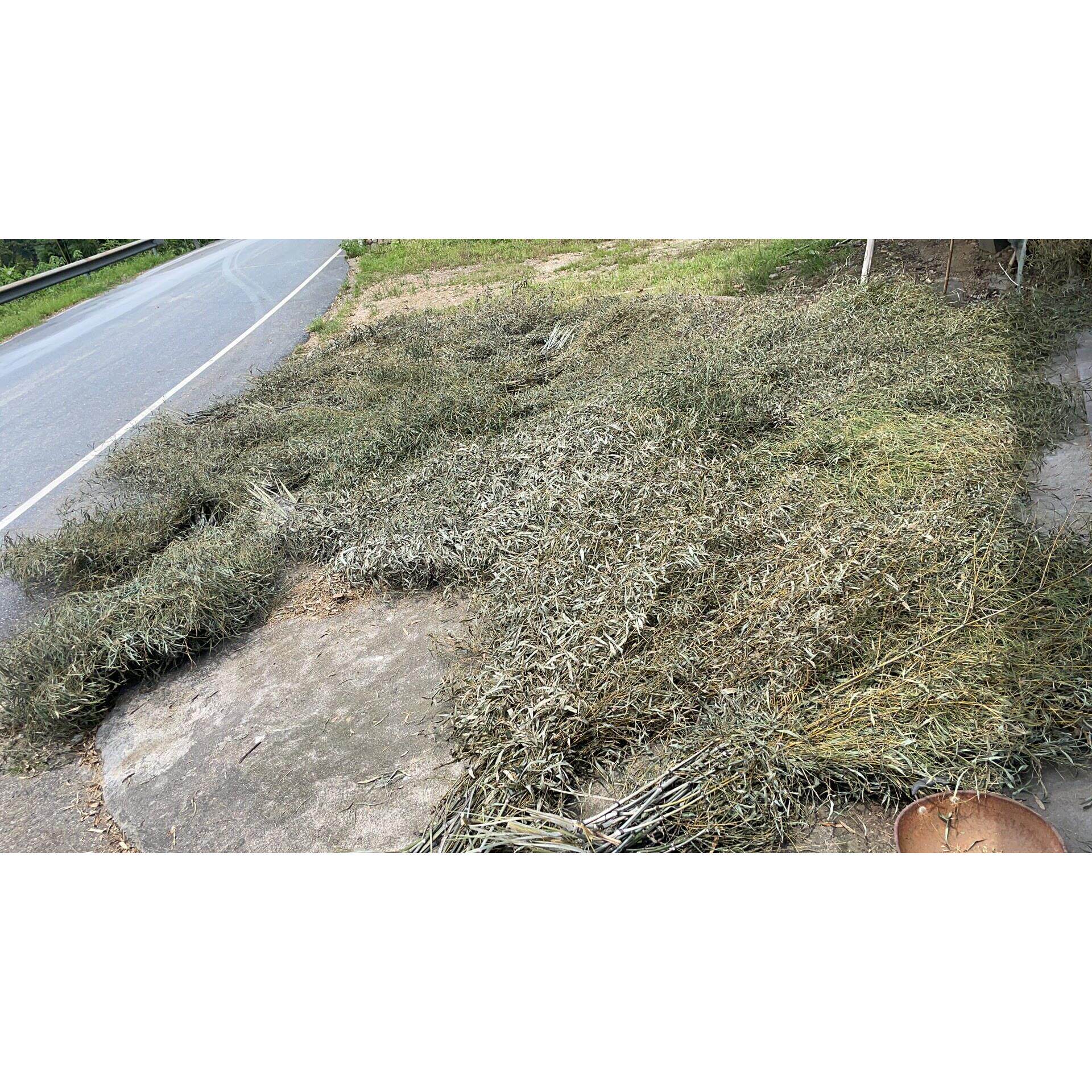 竹扫把原材料竹枝