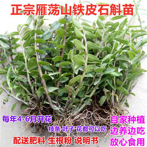 浙江雁荡山铁皮石斛苗红杆软脚石斛盆栽基地直销3年苗绿植可食用