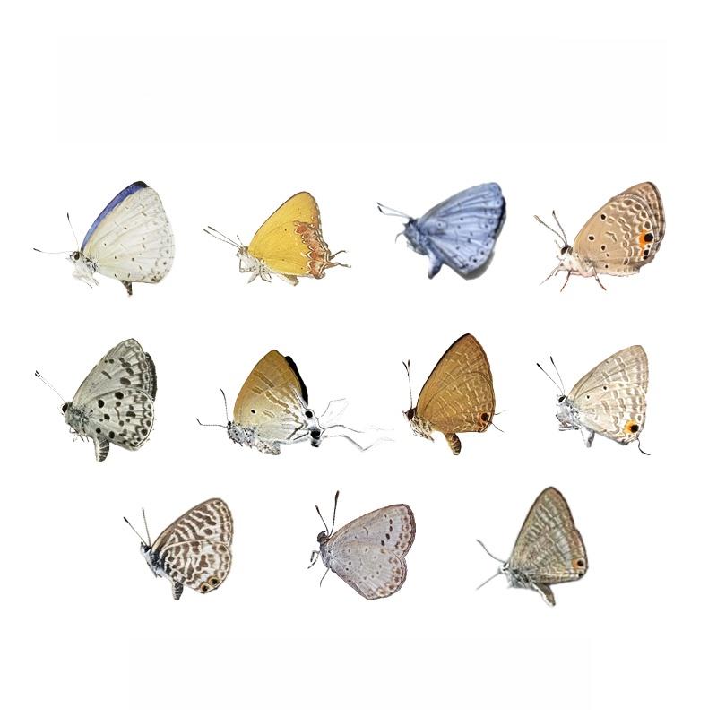 真灰蝶标本未展翅原蝶雅灰蝶珍贵妩灰蝶diy手工制作材料多品种