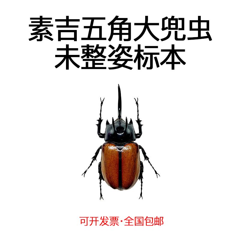 素吉五角大兜虫甲虫蒸汽朋克真昆虫标本湿虫未整姿科普生物教学A1