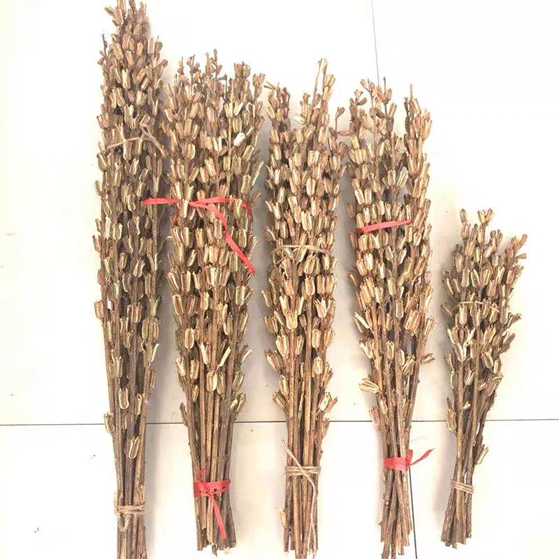 干芝麻杆芝麻开花节节高乔迁新居干花装饰插花瓶摆件天然真芝麻秸