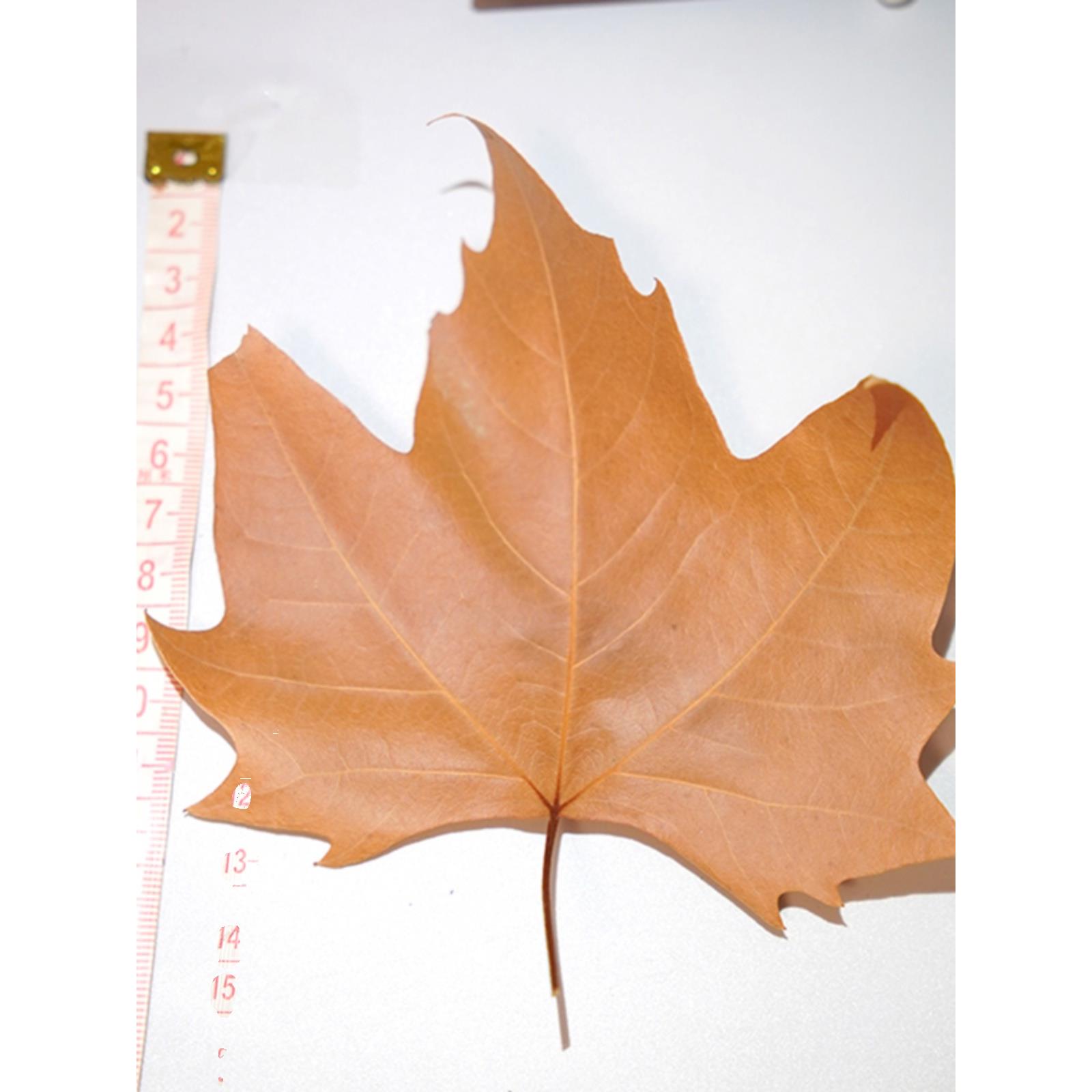 天然真树落叶标本死枫叶梧桐DIY套装园林绿化幼儿园手绘延伸染色