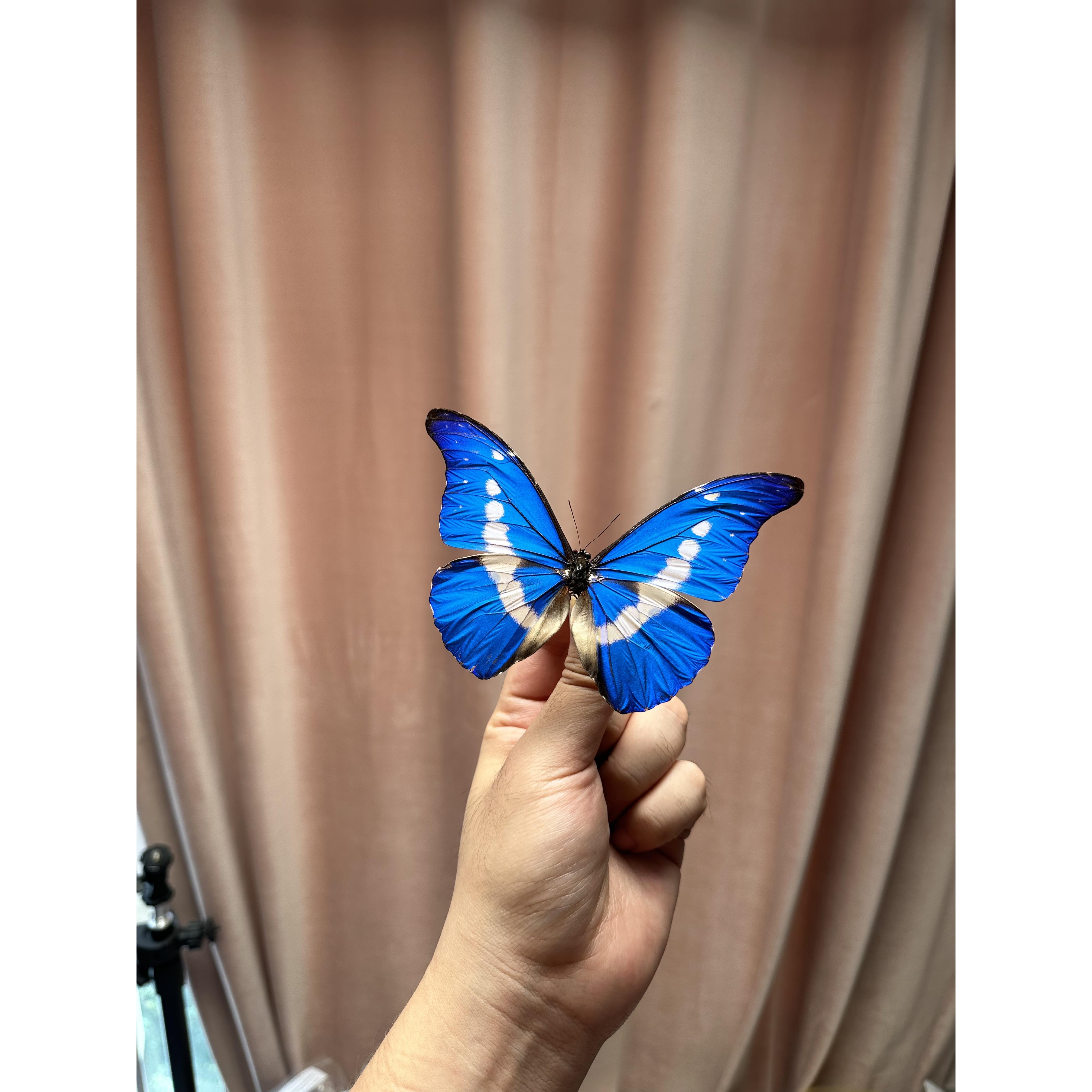 光明女神闪蝶 Morpho helena 未展翅标本原蝶 三角包发出