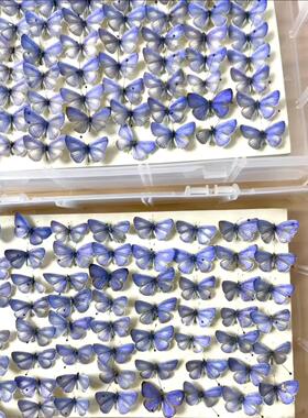 A1/A-/A2珍贵妩灰蝶Udara dilecta现货原蝶 ·