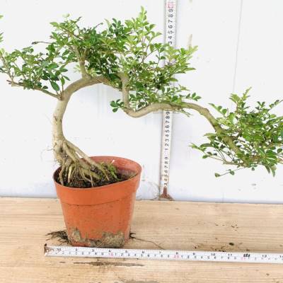 悬崖式小叶栀子花提根飘枝造型罗汉松盆景九里香白蜡女贞矮霸老桩