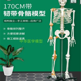 成人全身骷髅标本教学脊椎神 极速170cm人体骨骼模型骨架医学标本