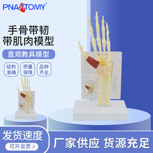 人体手骨模型带韧带肌肉腕关节综合征模型腕管综合征尺骨桡骨模型