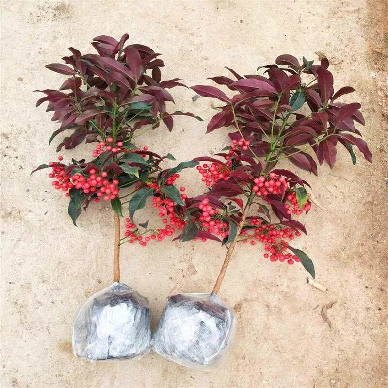 金玉满堂花 盆栽植物带果 紫叶富贵籽盆栽黄金万两室内客厅绿植朱