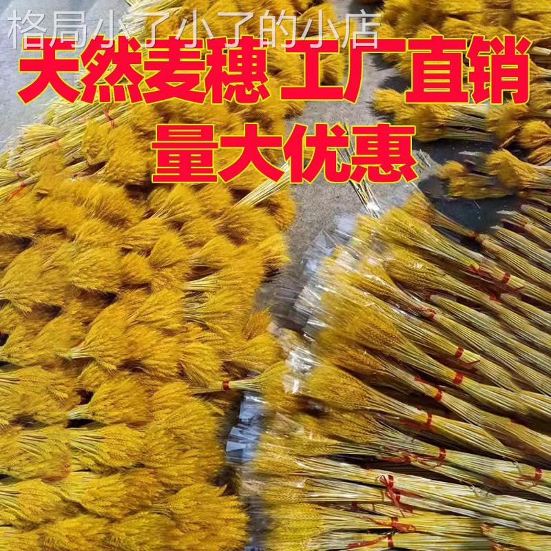 100支稻谷花真麦穗干燥花束小麦穗装饰品摆设花水稻穗新品家居大