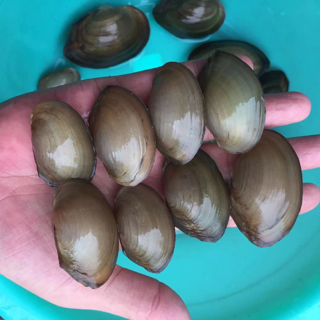 迷你小河蚌苗活体淡水冷水观赏原生小型水族宠物旁皮鱼鳑鲏繁殖