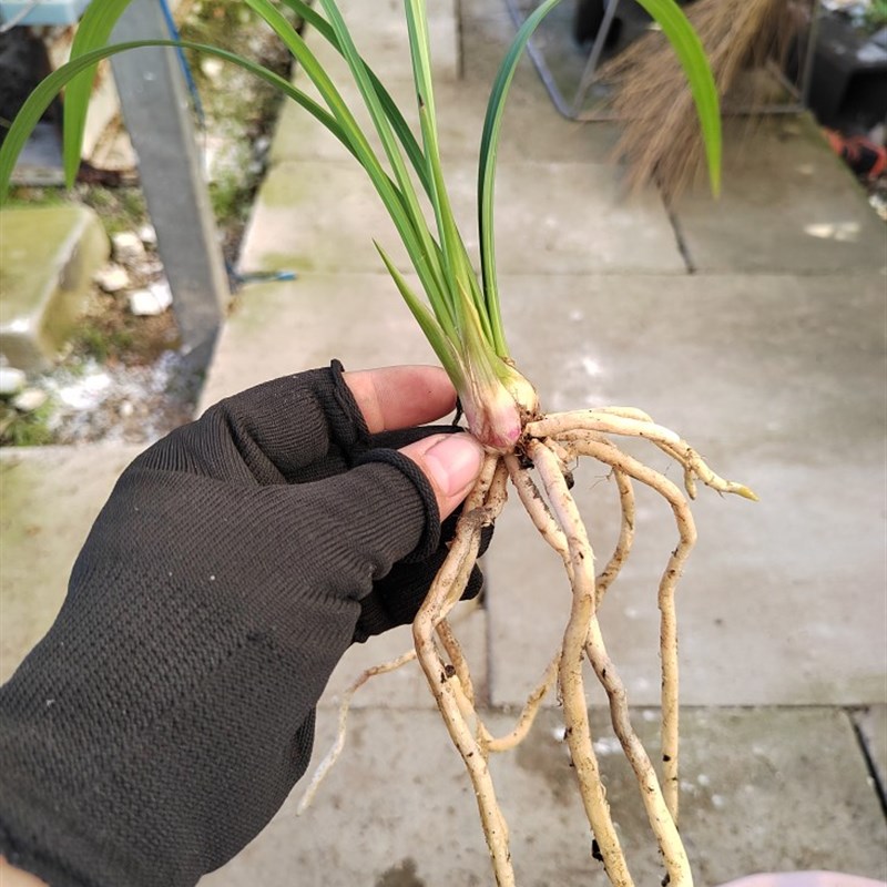 新款墨宝两新苗浙江兰农翠花家自然养殖四季兰建兰名品红花带兰品