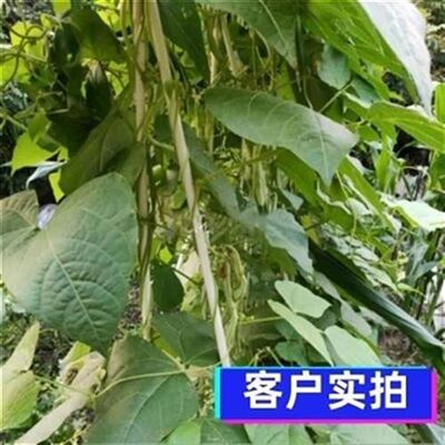 好货小拱棚支架蔬菜大棚p花棚保9温棚简易大N棚农S骨玻璃纤维杆架
