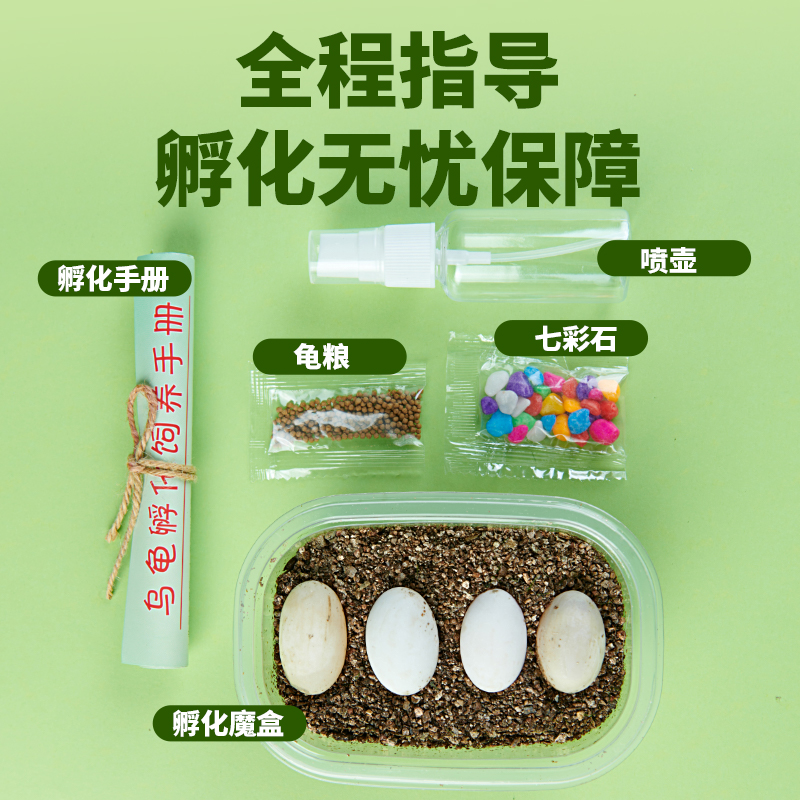 花龟乌龟蛋可孵化套装龟苗儿童宠物草龟苗巴西龟珍珠龟小乌龟活物