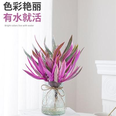 紫露兰水培绿植物吊兰小盆栽室内办公室桌面花卉油画婚礼四季好养