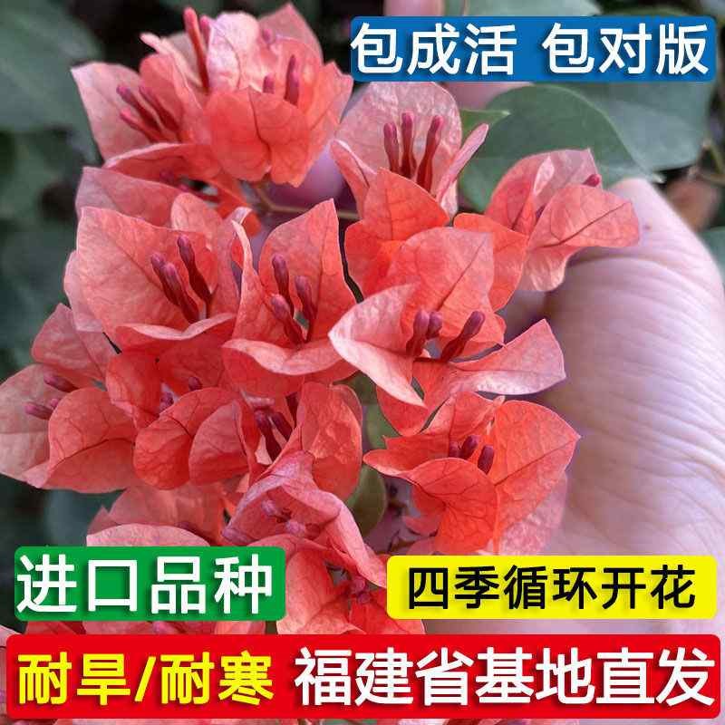 速发三角梅盆四带花绿漳红樱爬藤植物室内台大苗耐寒老桩栽花开季
