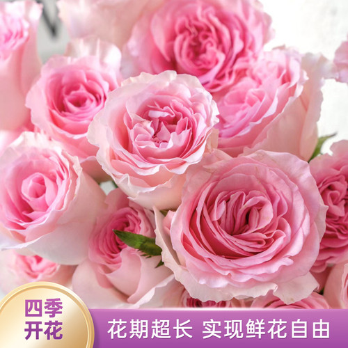 速发洛神季季花苗大花浓香切花月月四季盆花台庭院开栽花卉玫瑰花