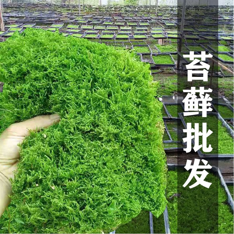 速发现采青藓鲜活苔苔 盆景铺面苔藓假植物盆栽 山微景观植物