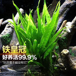 速发丹景草草人麦细叶铁粗叶懒中后水草鹿角铁带底座水草大号