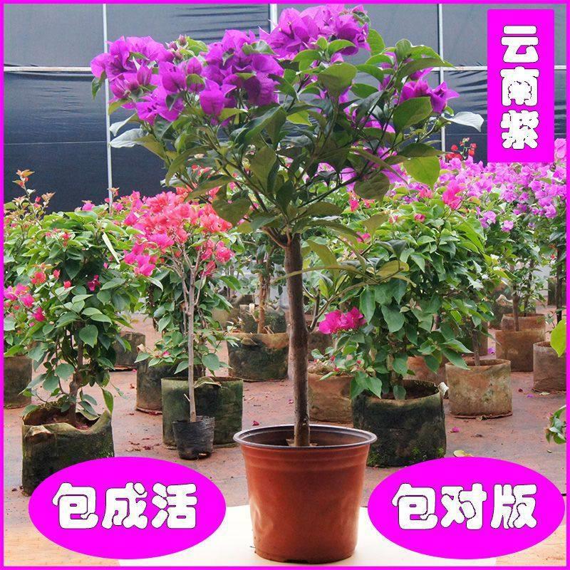 速发梅爬藤安格斯栽庭云南紫四季开花植物台栽院盆盆带花发货