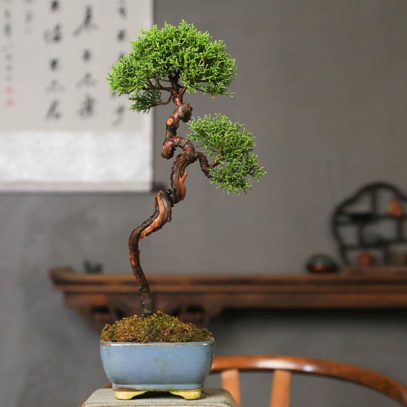 文人济州真柏单杆老桩造型盆景四季常青室内阳台庭院中式盆栽植物