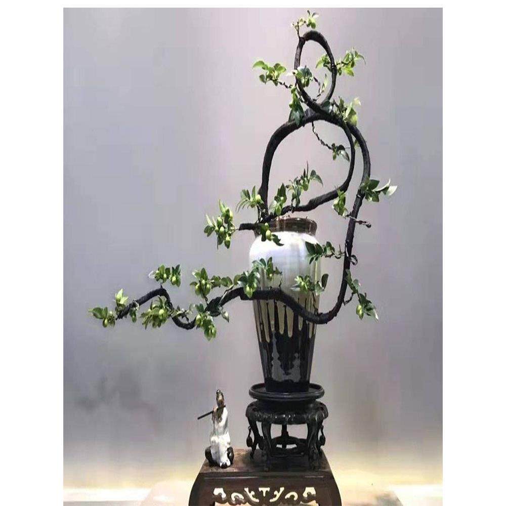 名贵小叶紫檀树桩盆景树苗室内室外盆栽客厅阳台绿植物黑骨茶老桩