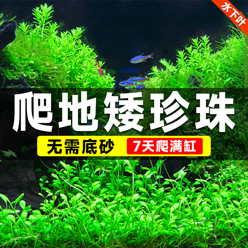 速发爬地矮珍珠前景水草植物爬地水下叶鱼缸造景水培真草古法养鱼